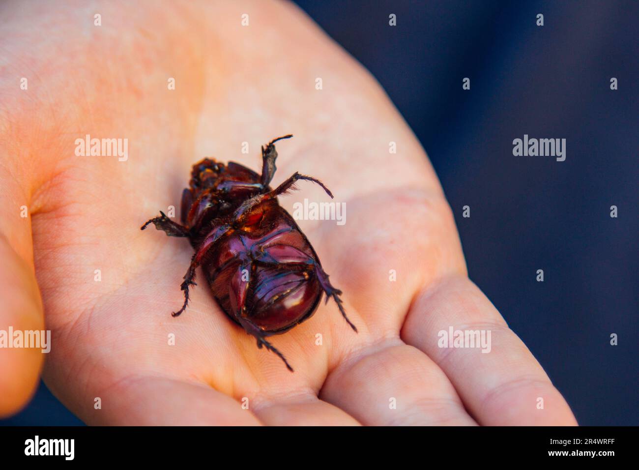 Ein großer schwarzer Käfer an der Hand. Chalcosoma rhinoceros mit Flügelmakro-Nahaufnahme, Käfer-Sammlung. Makrofoto eines Nahkäfers. Sammeln Stockfoto