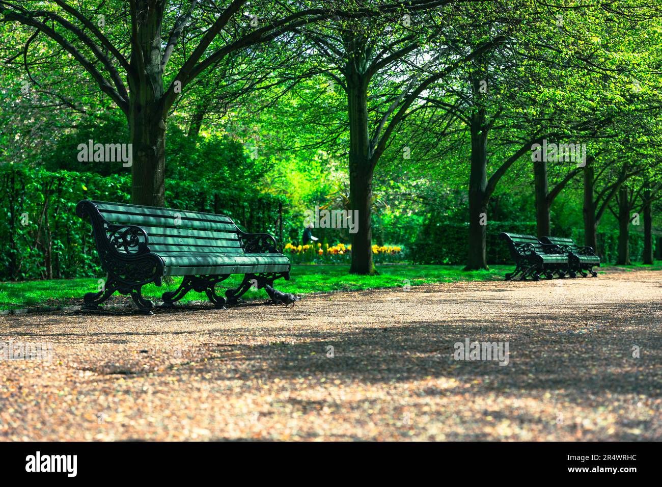 Bänke im Regent's Park, London Stockfoto