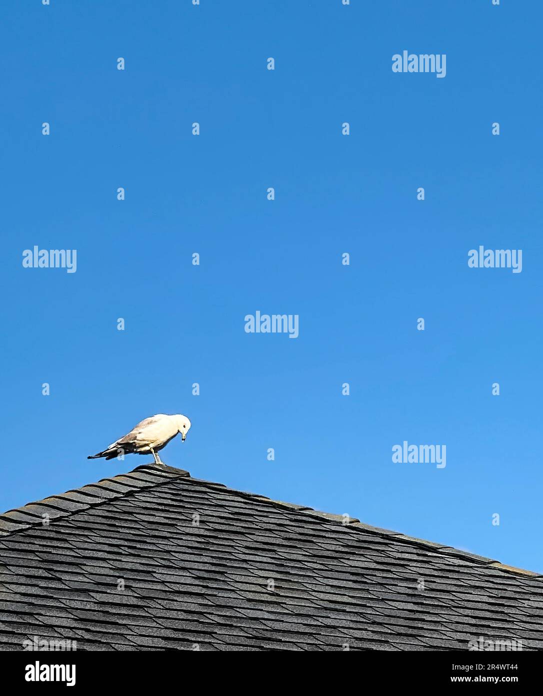 Ein Möwen-Vogel auf dem Schindeldach, gegen den blauen Himmel. Sauber, Küste, Sommerstimmung. Speicherplatz kopieren. Stockfoto