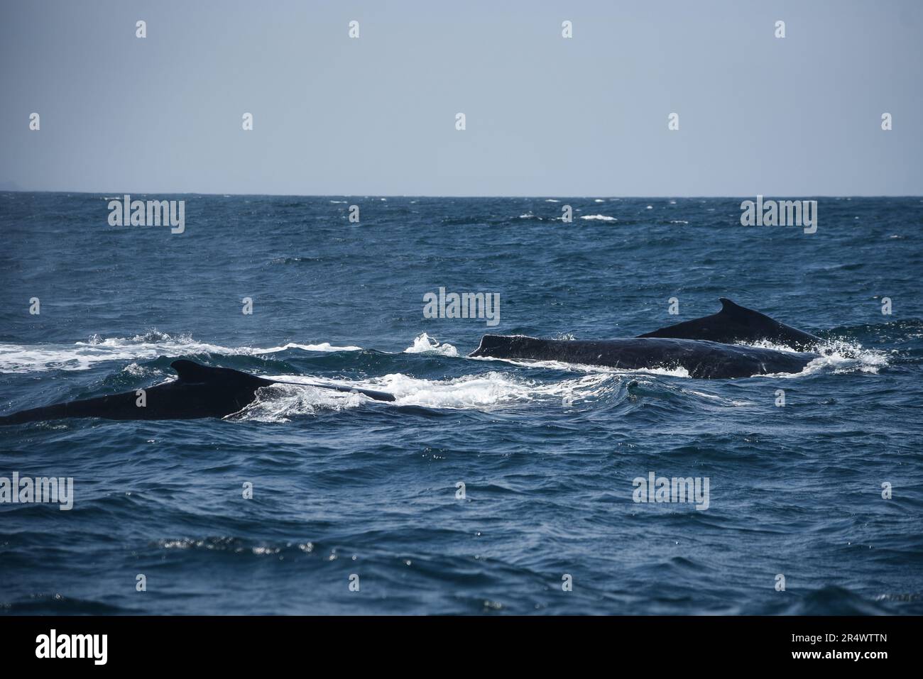 Nicolas Remene / Le Pictorium - El Nino-Phänomen an der Nordküste Perus - 21/10/2018 - Peru / Piura / ? Mancora / Talara? - Wale in Los Organos in der Talara-Region, an Perus Nordwestküste, 21. Oktober 2018. Wale und andere Wale sind anfällige Arten, da sie anfällig für Bedrohungen im Zusammenhang mit menschlichen Tätigkeiten und bestimmten Naturphänomenen wie El Nino sind. Los Organos ist eines der Fischerdörfer, die vom El Nino-Phänomen betroffen sind. ---------------------------------------------------------------------- El-Nino-Phänomen an der Nordküste von Peru Nor Stockfoto