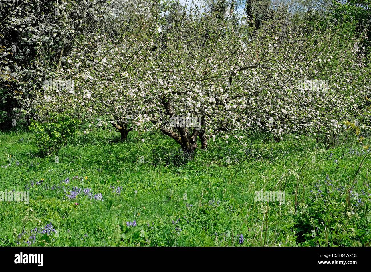 Weiße Apfelblüte auf einem Baum in einem englischen Landgarten, norfolk, england Stockfoto