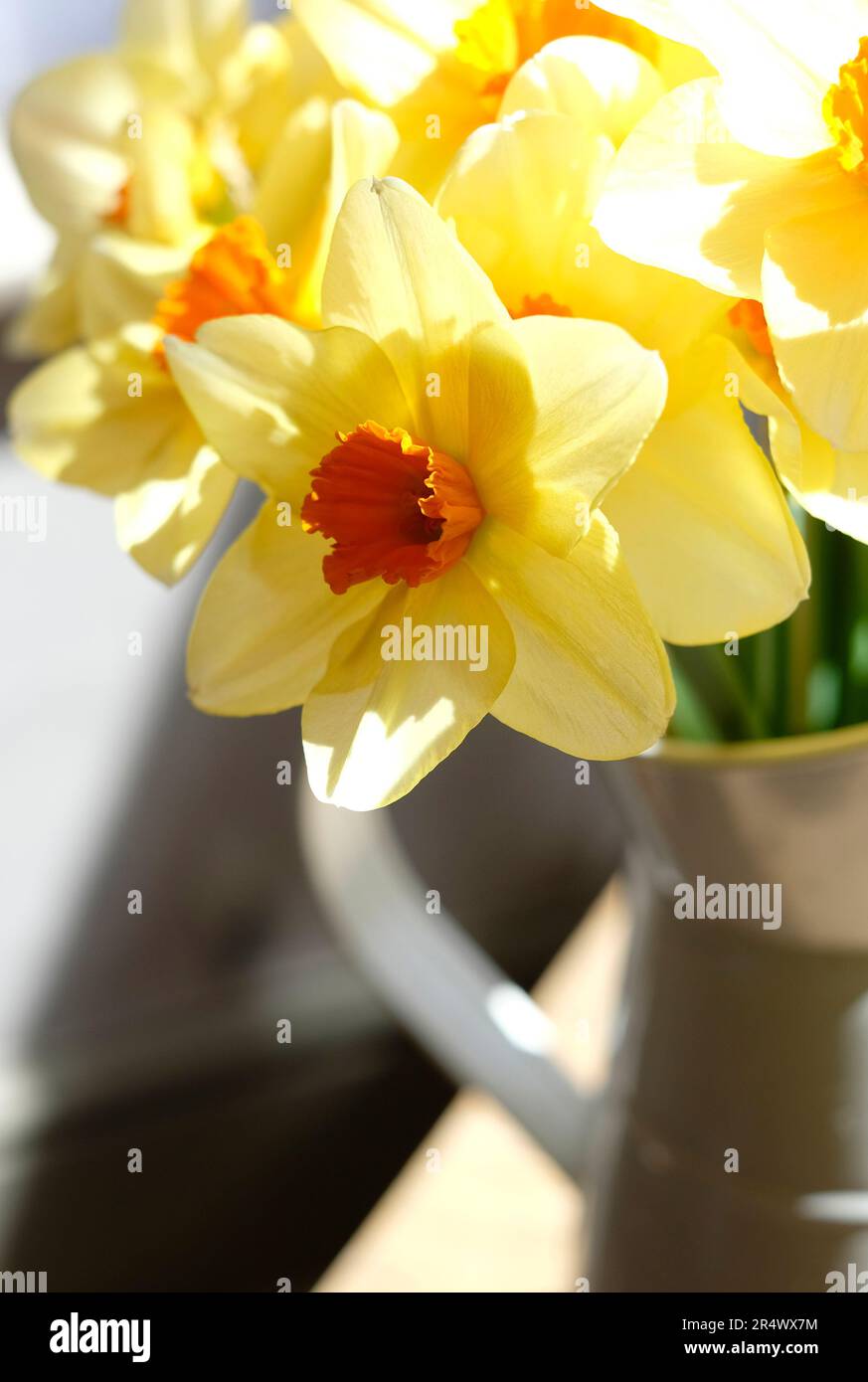 narzissenblüten im Krug auf dem Tisch Stockfoto