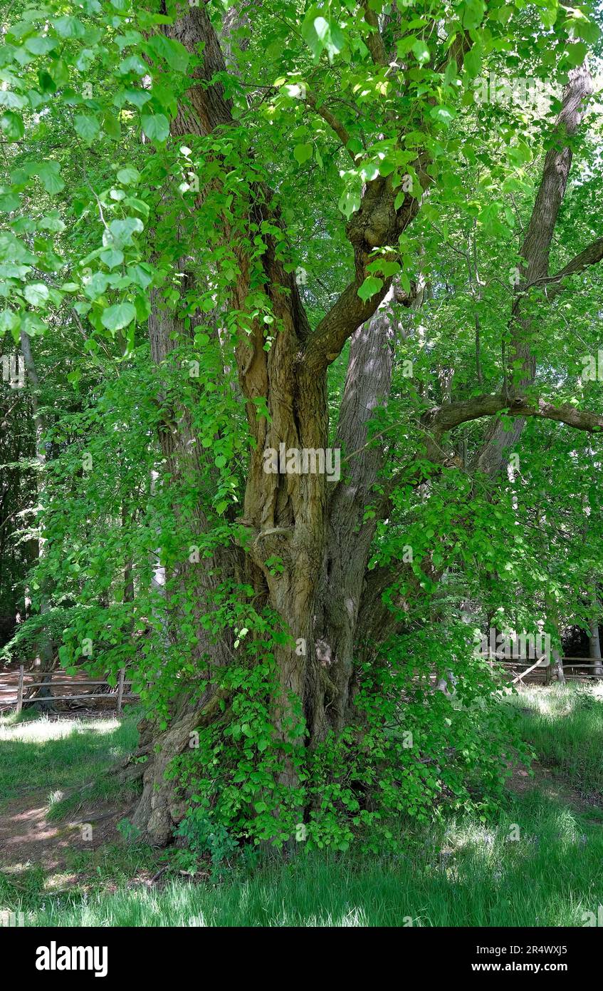 Kleiner Lindenbaum in ländlicher Umgebung, blickling, norfolk, england Stockfoto