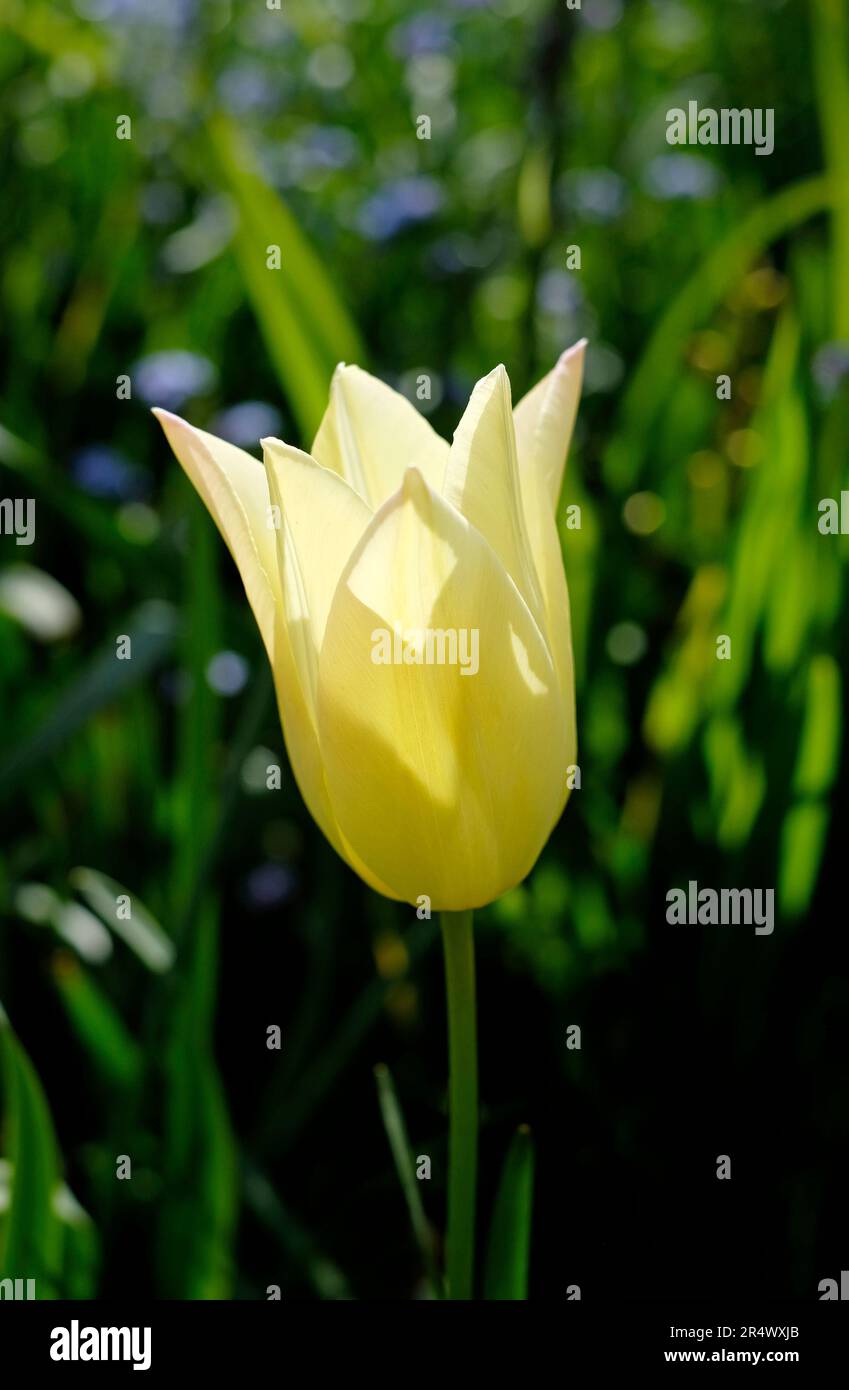 Weiße Tulpenblume in einem englischen Garten, norfolk, england Stockfoto