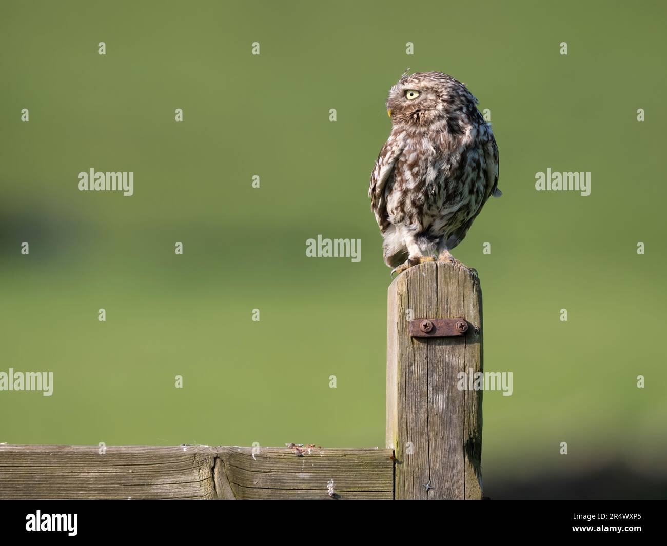 Kleine Eule (Athen noctua) Stockfoto