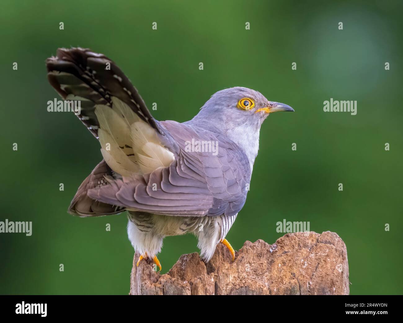 Rückansicht eines weiblichen Kuckuckos (Cuculus canorus), auch bekannt als der gewöhnliche Kuckuck Stockfoto