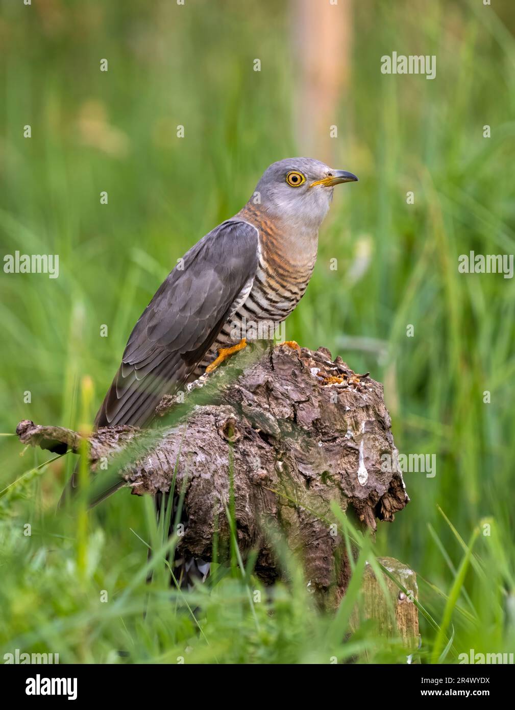 Weiblicher Kuckuck (Cuculus canorus), auch bekannt als gemeiner Kuckuck, hoch oben auf einem Baumstamm Stockfoto