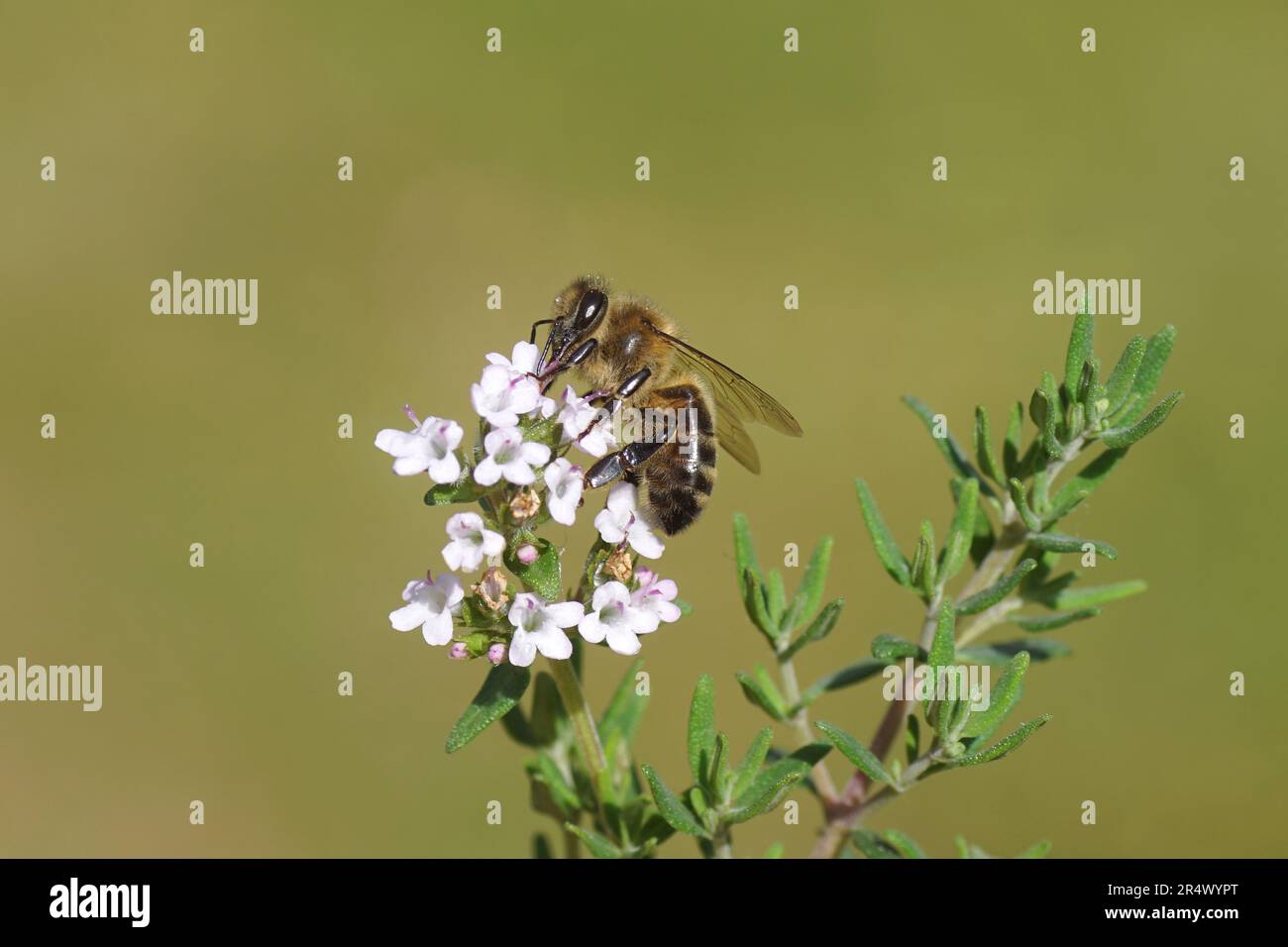 Westliche Honigbiene oder europäische Honigbiene (APIs mellifera) auf Blüten von Thymian (Thymus), Familie Lamiaceae. Frühling, Mai. Holländischer Garten. Stockfoto