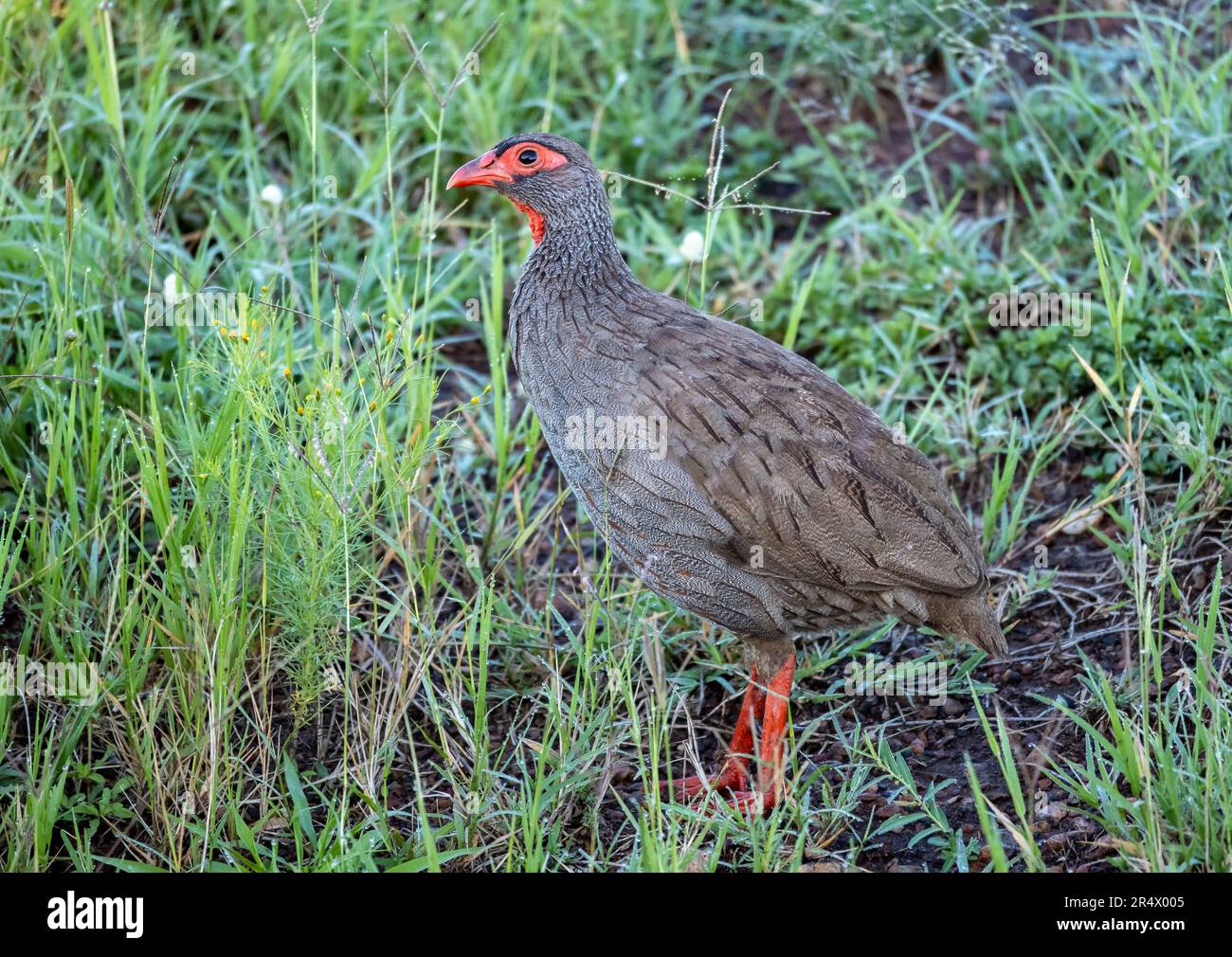 Ein Rothalsspießhuhn (Pternistis afer) in grünem Gras. Kenia, Afrika. Stockfoto