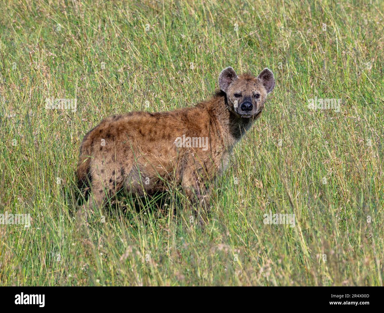 Eine gefleckte Hyena (Crocuta crocuta) in grünem Gras. Maasai Mara Nationalpark. Kenia, Afrika. Stockfoto