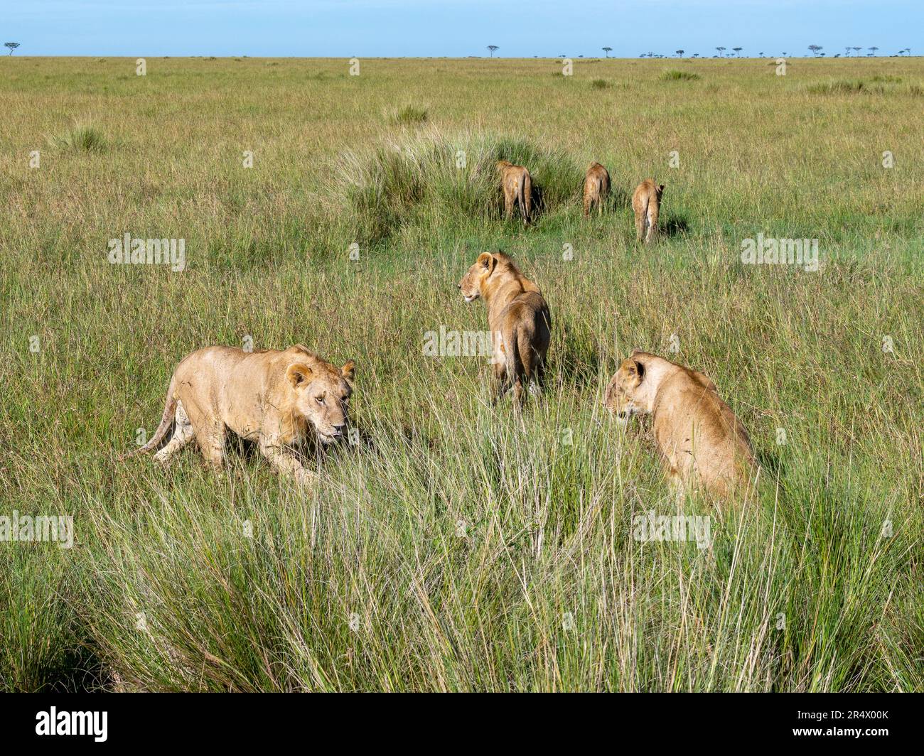 Eine Familiengruppe von Löwen (Panthera leo) im Maasai Mara Nationalpark, Kenia, Afrika. Stockfoto