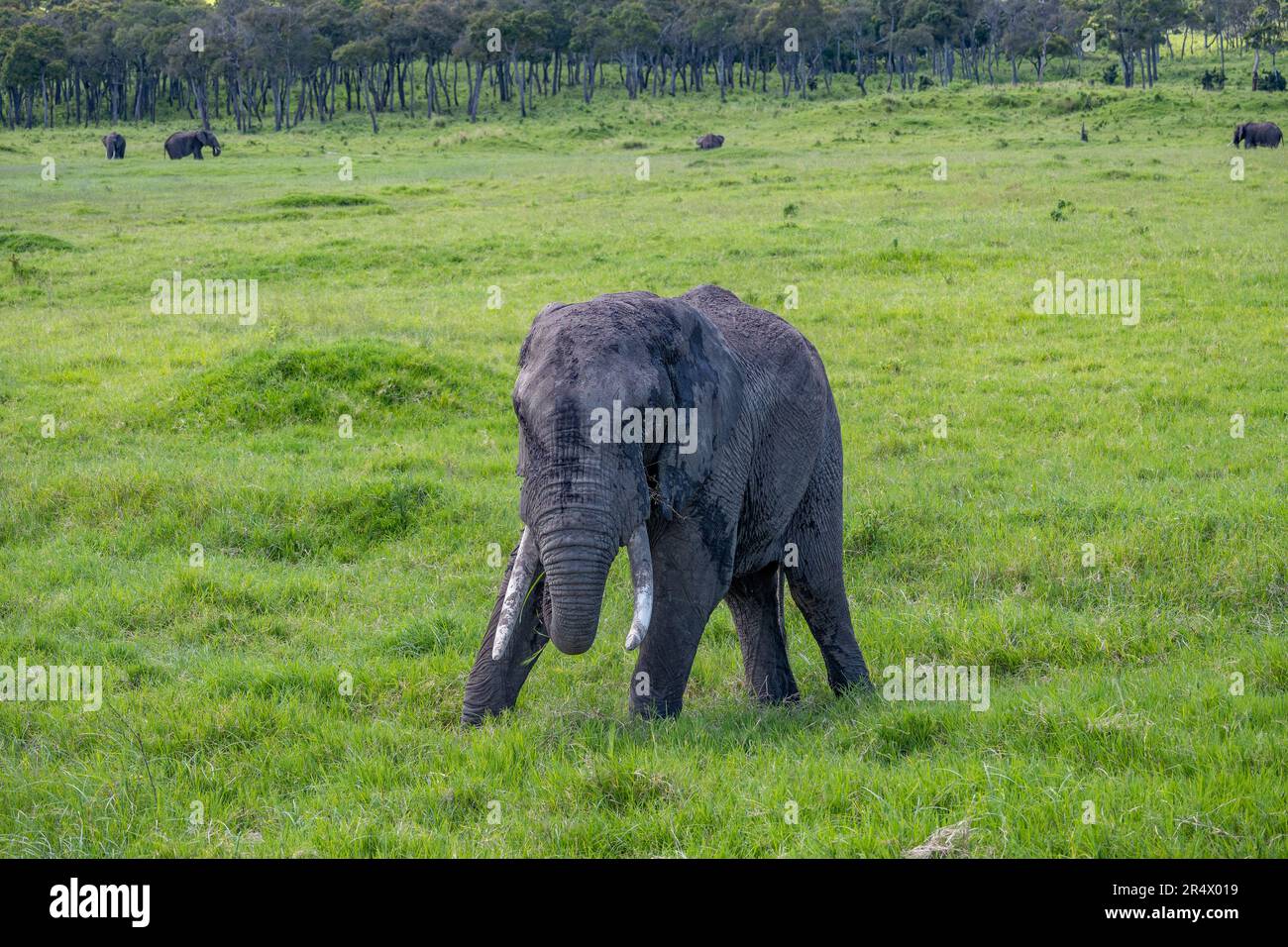 Ein junger afrikanischer Elefant (Loxodonta africana), der auf grünem Gras spielt. Maasai Mara Nationalpark, Kenia, Afrika. Stockfoto