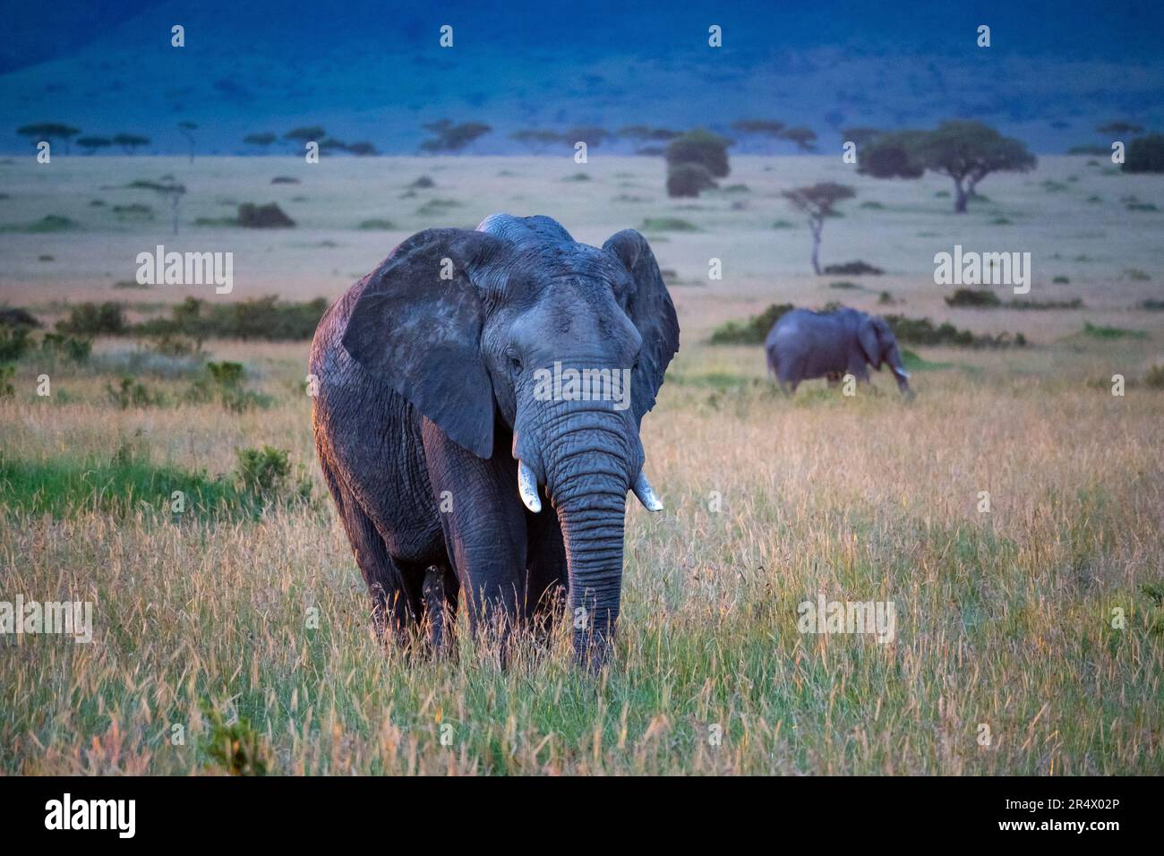 Ein erwachsener afrikanischer Elefant (Loxodonta africana), der über das Grasland geht. Maasai Mara Nationalpark, Kenia, Afrika. Stockfoto