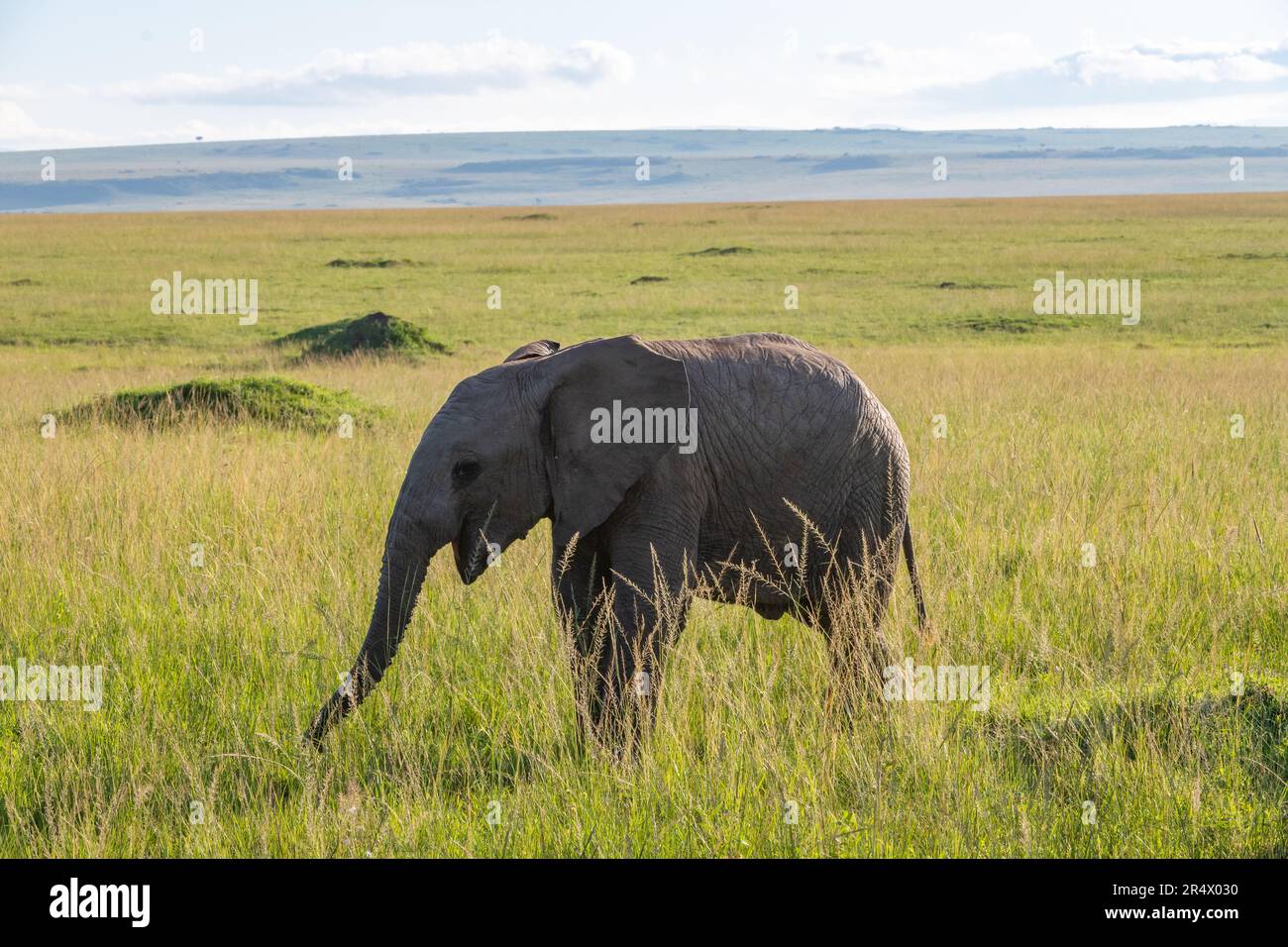 Ein junger afrikanischer Elefant (Loxodonta africana), der auf grünem Gras spielt. Maasai Mara Nationalpark, Kenia, Afrika. Stockfoto