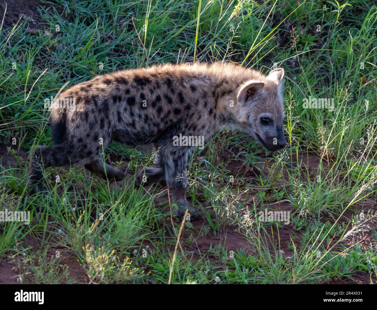 Eine junge Spotted Hyena (Crocuta crocuta) im Maasai Mara Nationalpark. Kenia, Afrika. Stockfoto