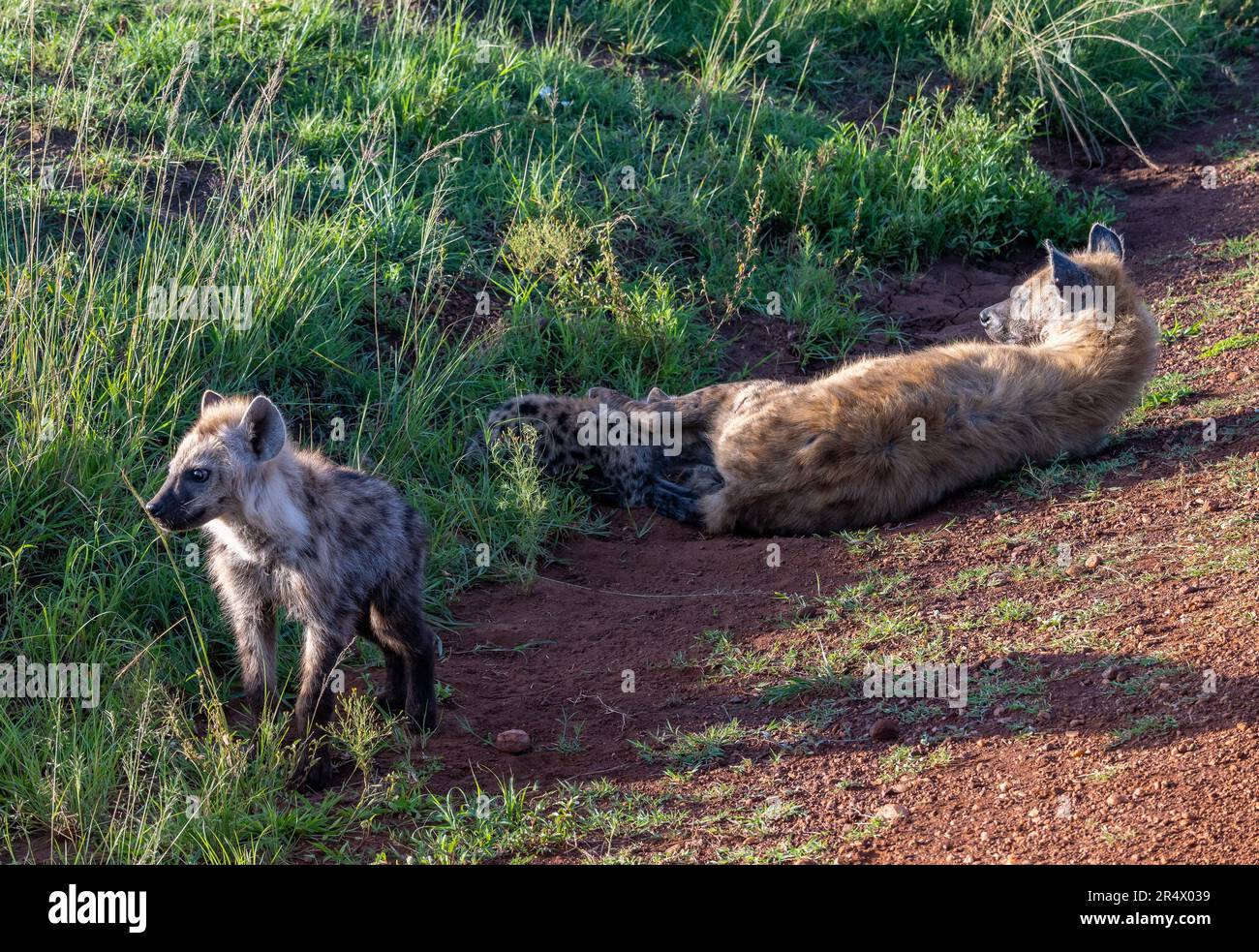 Eine junge Spotted Hyena (Crocuta crocuta) und mutter im Maasai Mara Nationalpark. Kenia, Afrika. Stockfoto