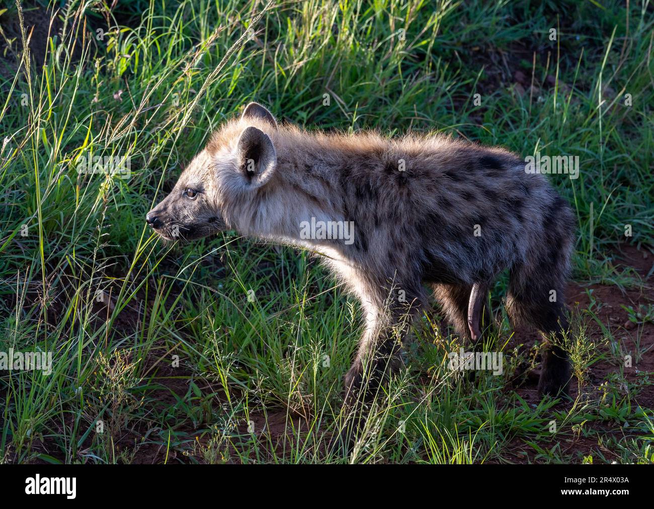 Eine junge Spotted Hyena (Crocuta crocuta) im Maasai Mara Nationalpark. Kenia, Afrika. Stockfoto