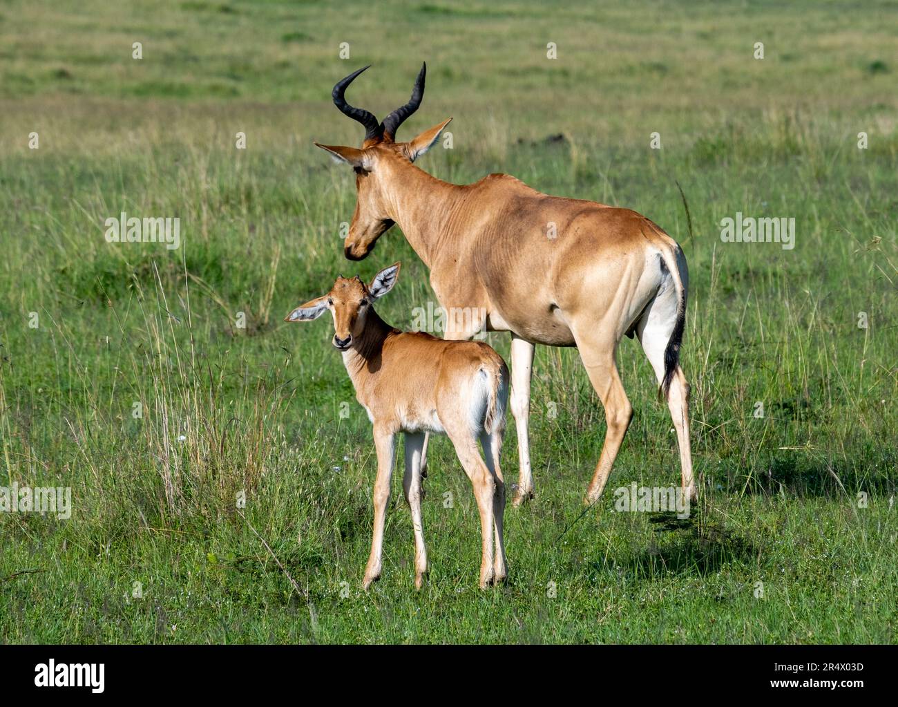 Ein Hartebeest (Alcelaphus buselaphus) bei Mutter und Kalb. Maasai Mara Nationalpark, Kenia, Afrika. Stockfoto