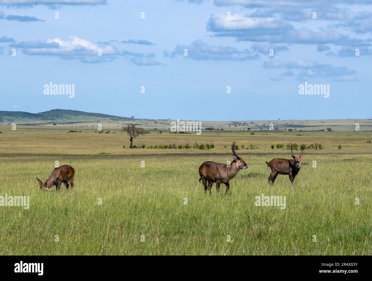 Eine Herde Wasserbohnen (Kobus ellipsiprymnus), die auf grünem Gras weidet. Maasai Mara Nationalpark, Kenia, Afrika. Stockfoto