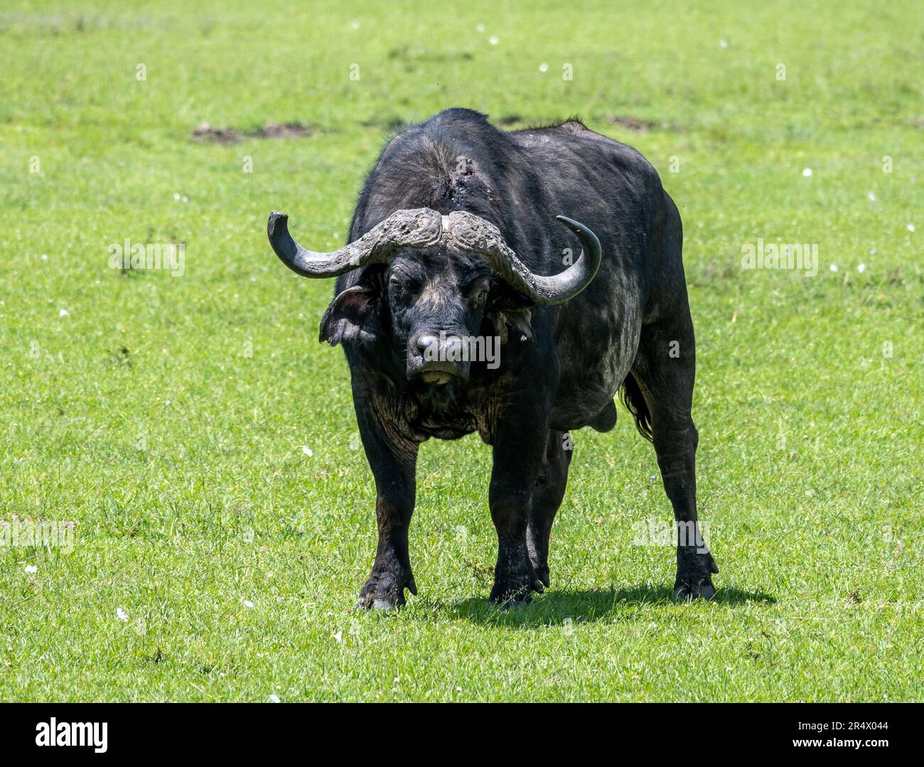 Ein männlicher afrikanischer Büffel (Syncerus Caffer) auf grünem Gras. Maasai Mara Nationalpark, Kenia, Afrika. Stockfoto