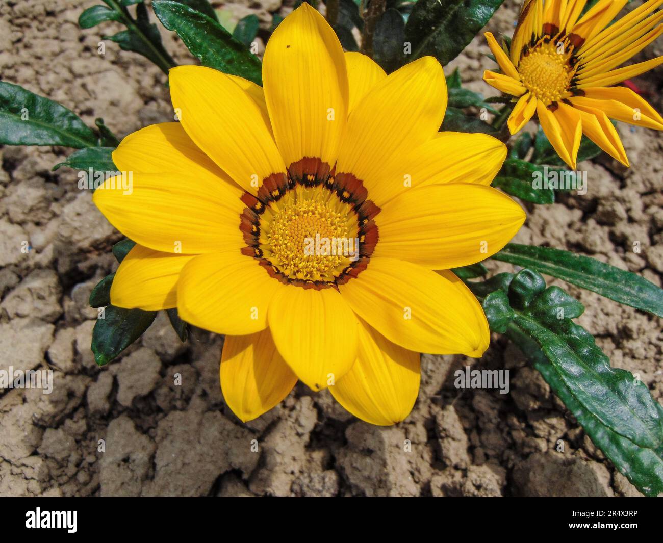 Gelbe Schatzblume. Gazania rigens Stockfoto