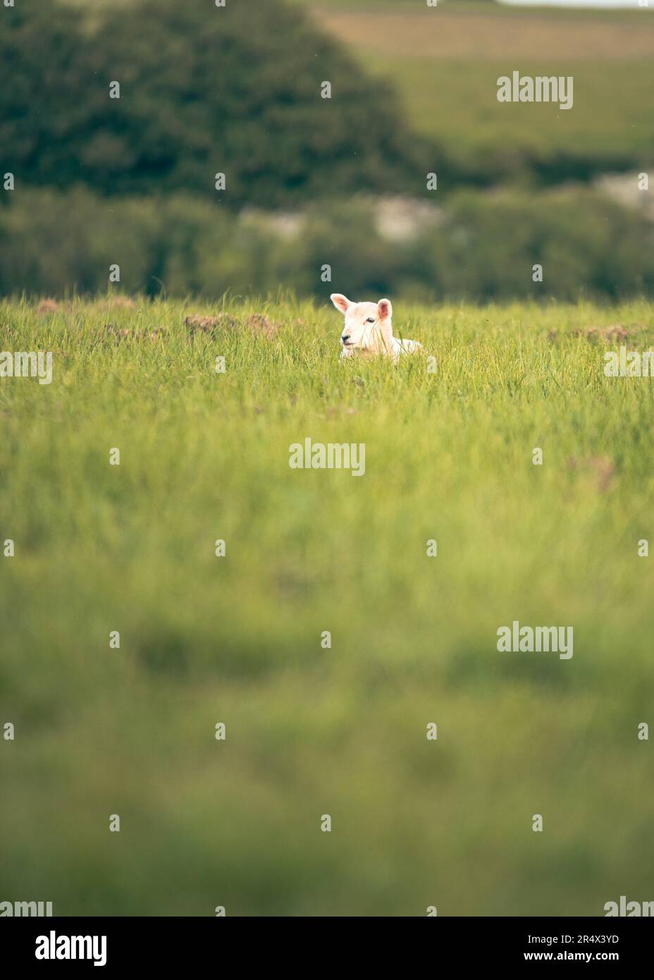 Das Lamm lag auf einem üppigen grünen Feld Stockfoto
