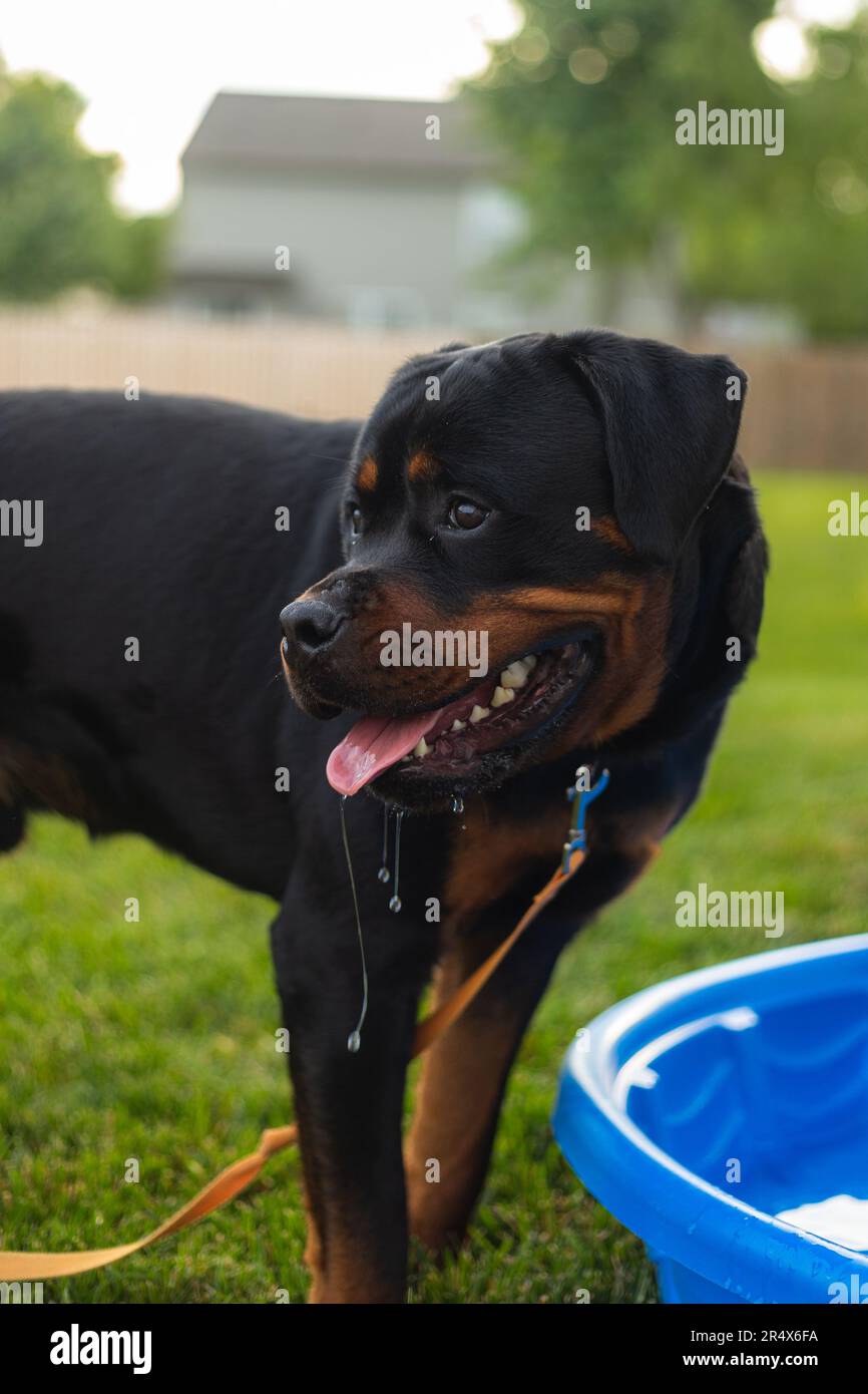 Deutsches Rottweiler-Hündchen Stockfoto