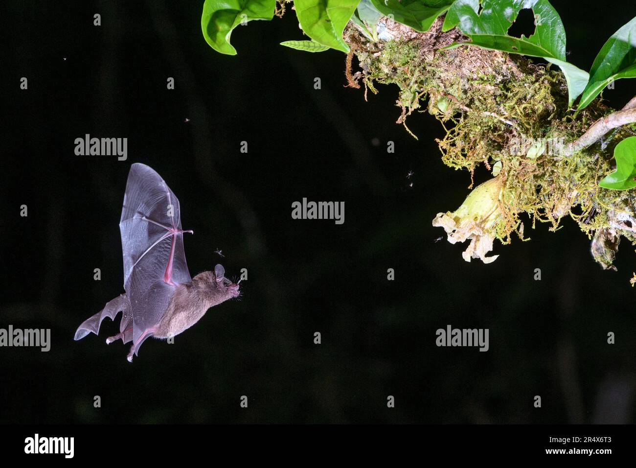 Pallas' langzangenäugige Fledermaus (Glossophaga soricina) nähert sich einer Blume, um Nektar während der Nacht in Boca Tapada, Costa Rica, zu füttern. Stockfoto
