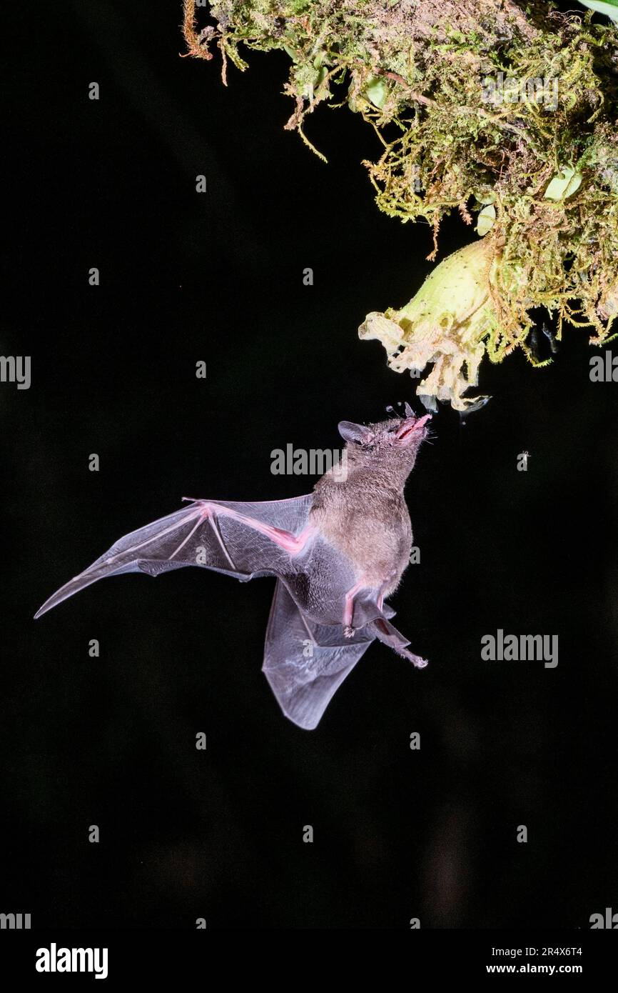 Pallas's langzangenartige Fledermaus (Glossophaga soricina), die sich nachts bei Boca Tapada, Costa Rica, von Nektar ernährt. Stockfoto