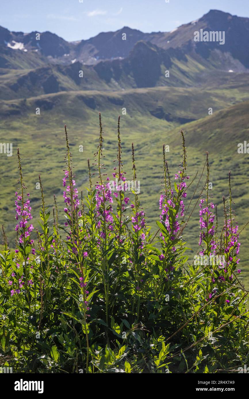 Willow fishhook road -Fotos und -Bildmaterial in hoher Auflösung – Alamy