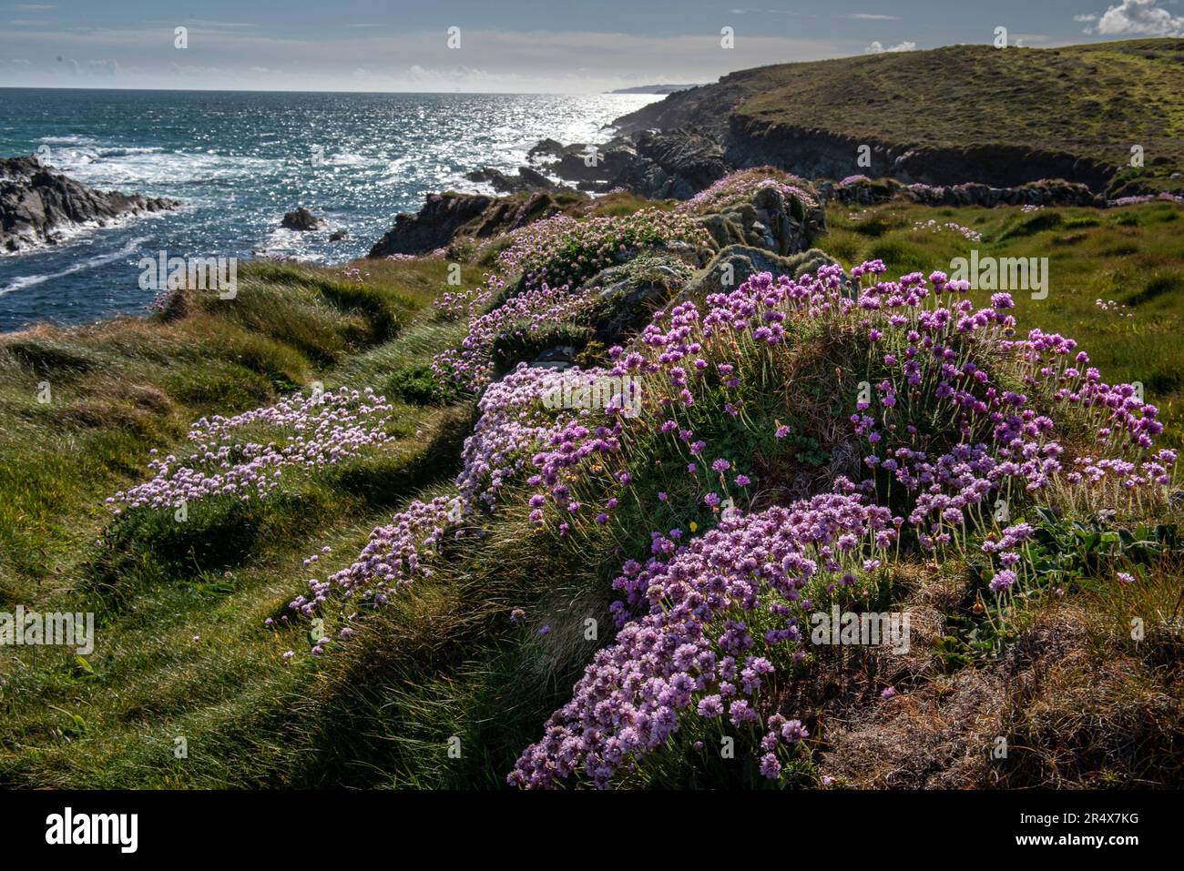 Farbenfrohe Meeresrosa (Armeria maritima) Wildblumen erhellen die zerklüftete Küste von Toe Head mit Sonnenlicht, das vom Atlantischen Ozean reflektiert wird Stockfoto