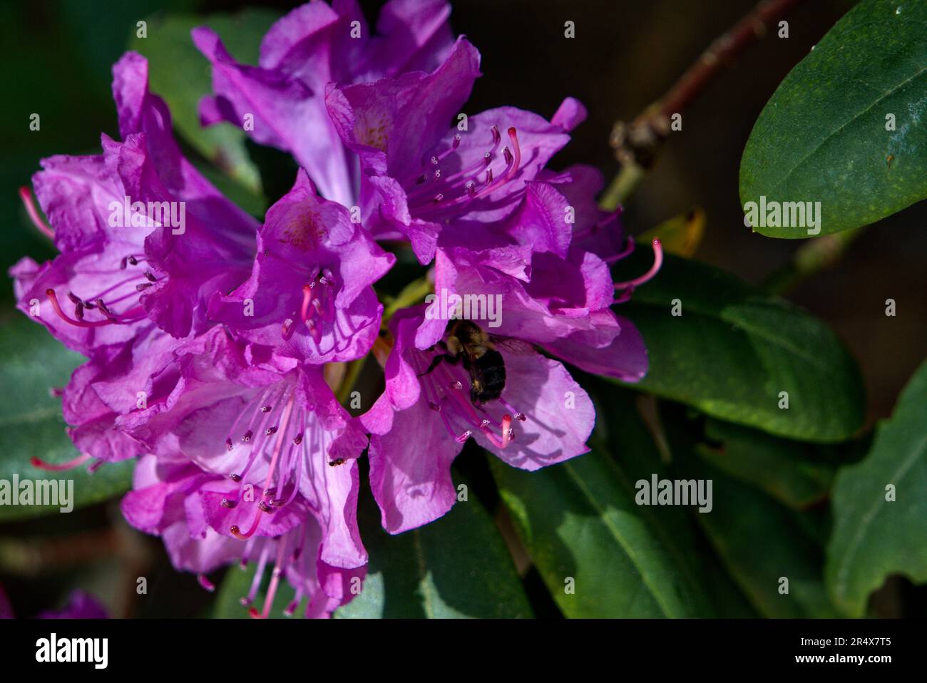 Hummel auf Rhododendron Blten Stockfotografie - Alamy