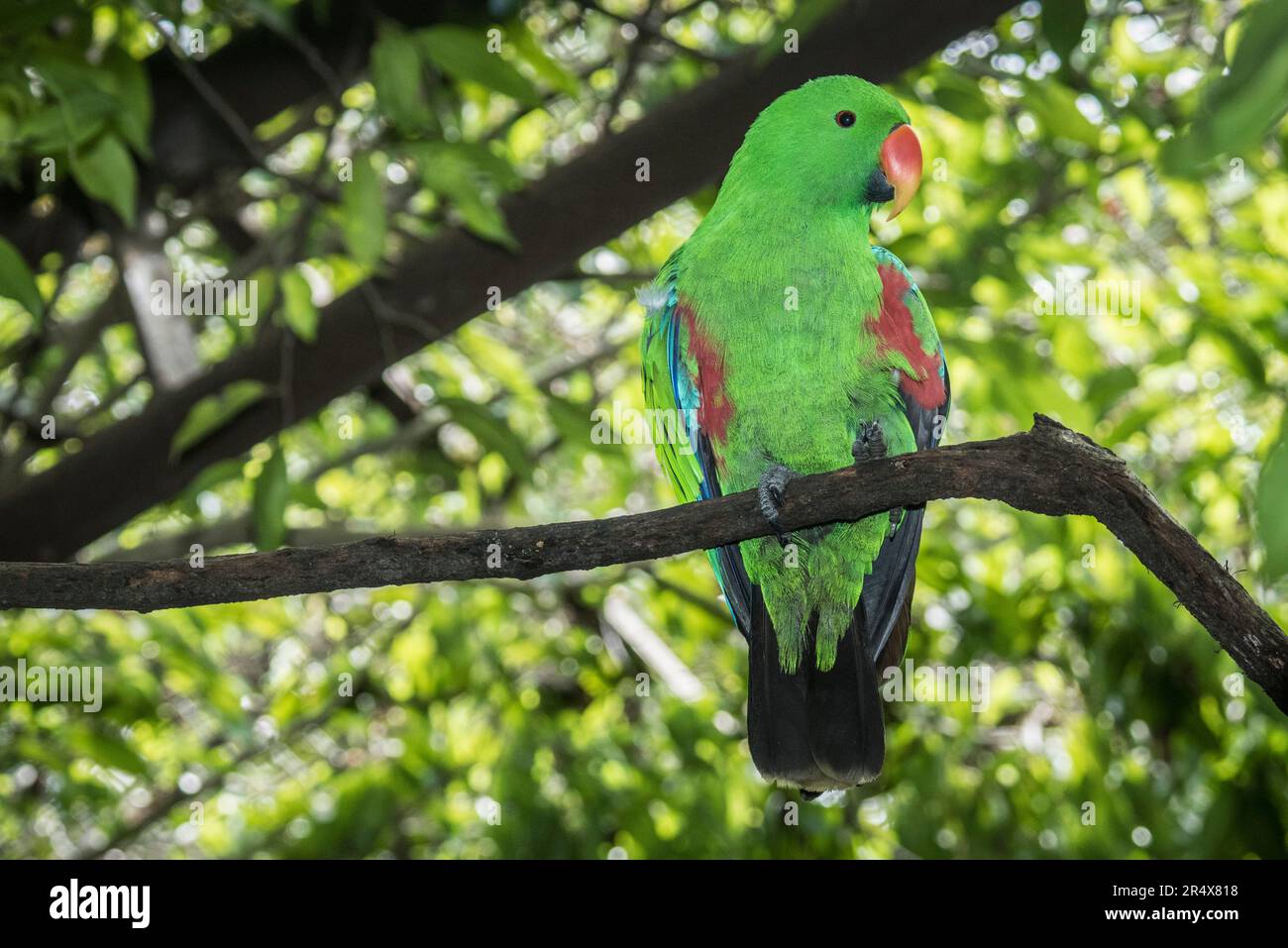 Eclectus roratus (Eclectus roratus) steht auf einem Baumzweig im Naturpark Port Moresby, Papua-Neuguinea. Endemisch auf der Salomon Islan... Stockfoto