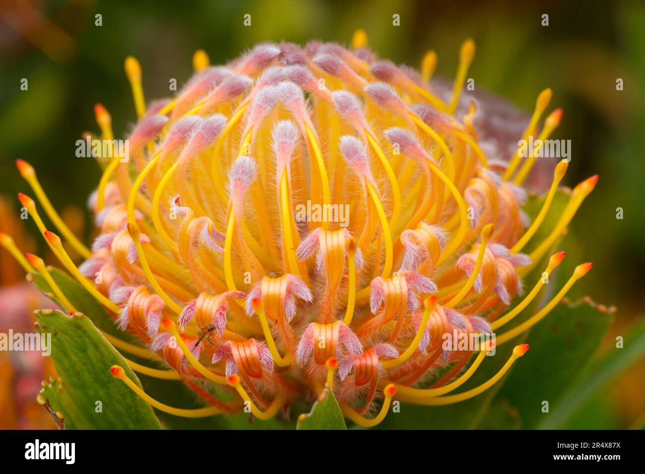 Nahaufnahme eines Gelbes mit rosa Spitzen, Nadelkissen Protea (Leucospermum); Upcountry Maui, Maui, Hawaii, Vereinigte Staaten von Amerika Stockfoto