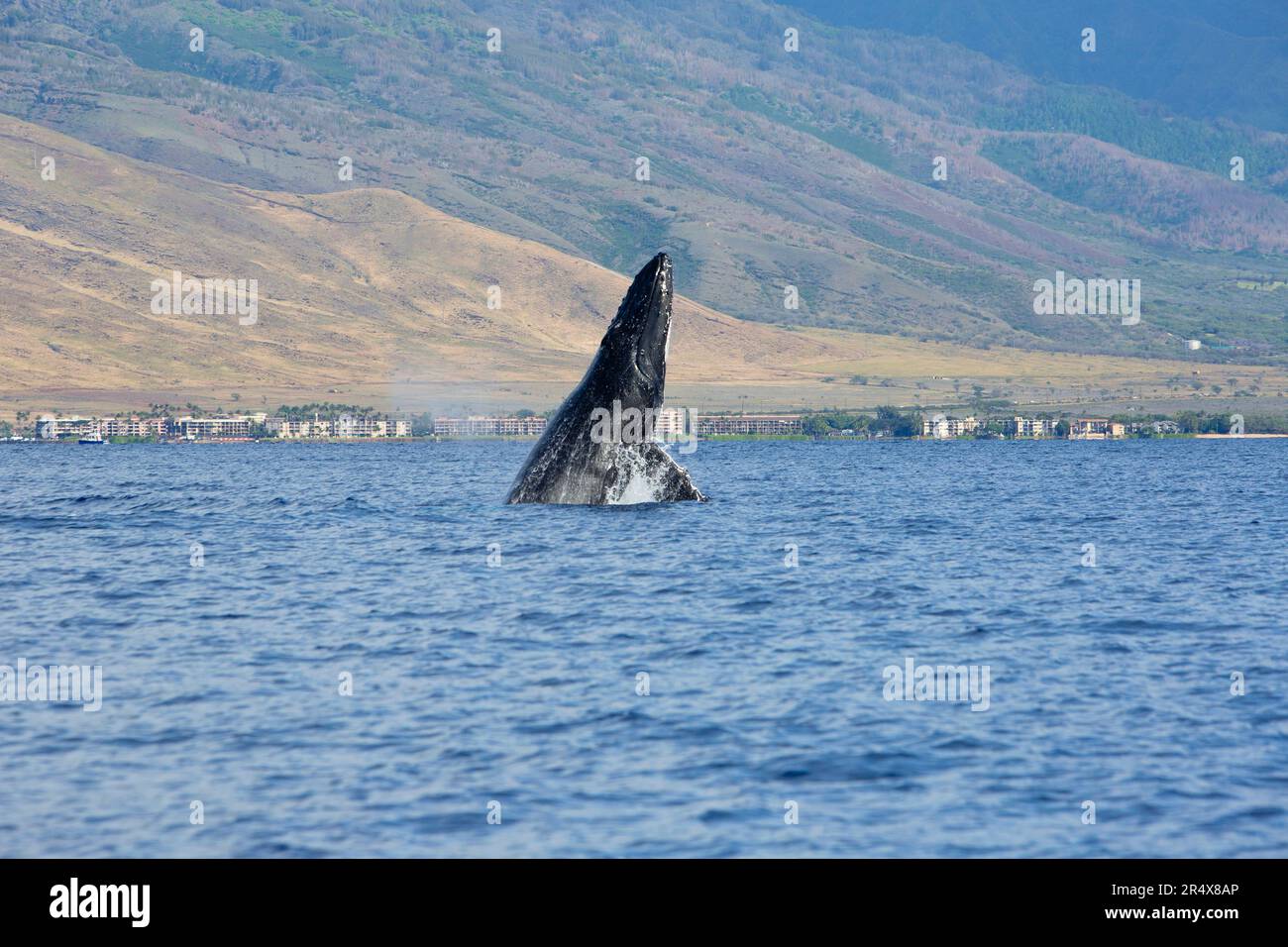 Buckelwal (Megaptera novaeangliae), der in den Gewässern vor Ma'alaea auf Maui bricht; Maalaea, Kihei, Maui, Hawaii, Vereinigte Staaten von Amerika Stockfoto