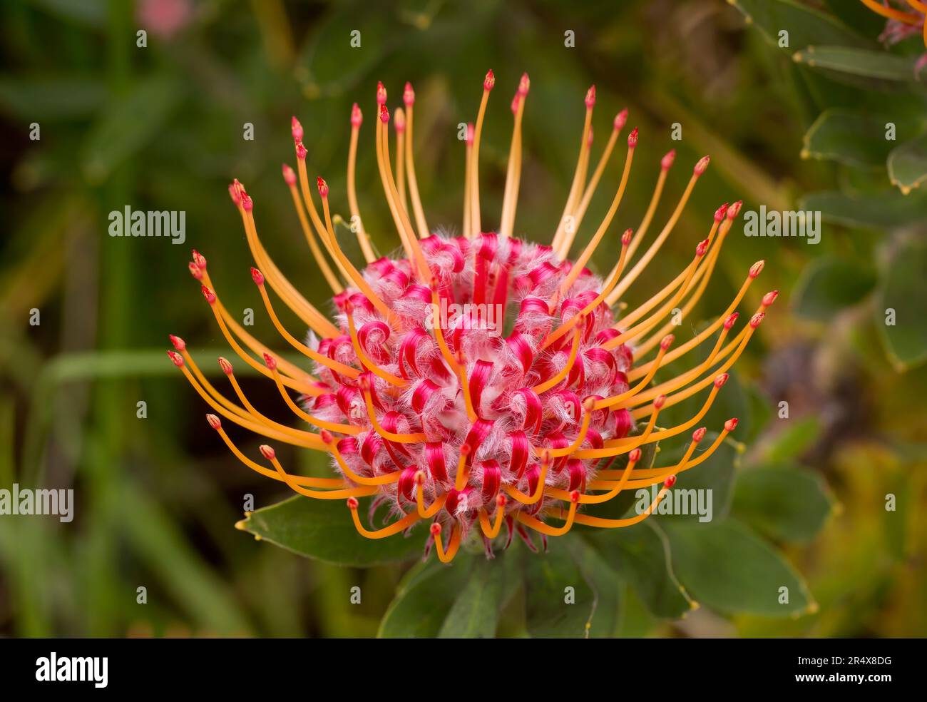 Nahaufnahme eines rot-gelben Pincushion Protea (Leucospermum, Proteaceae) mit roten Spitzen; Upcountry Maui, Maui, Hawaii, Vereinigte Staaten von Amerika Stockfoto