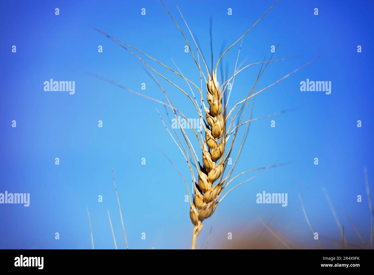 Nahaufnahme eines vollgereiften Weizenkopfes zur Erntezeit vor blauem Himmel; Alcomdale, Alberta, Kanada Stockfoto