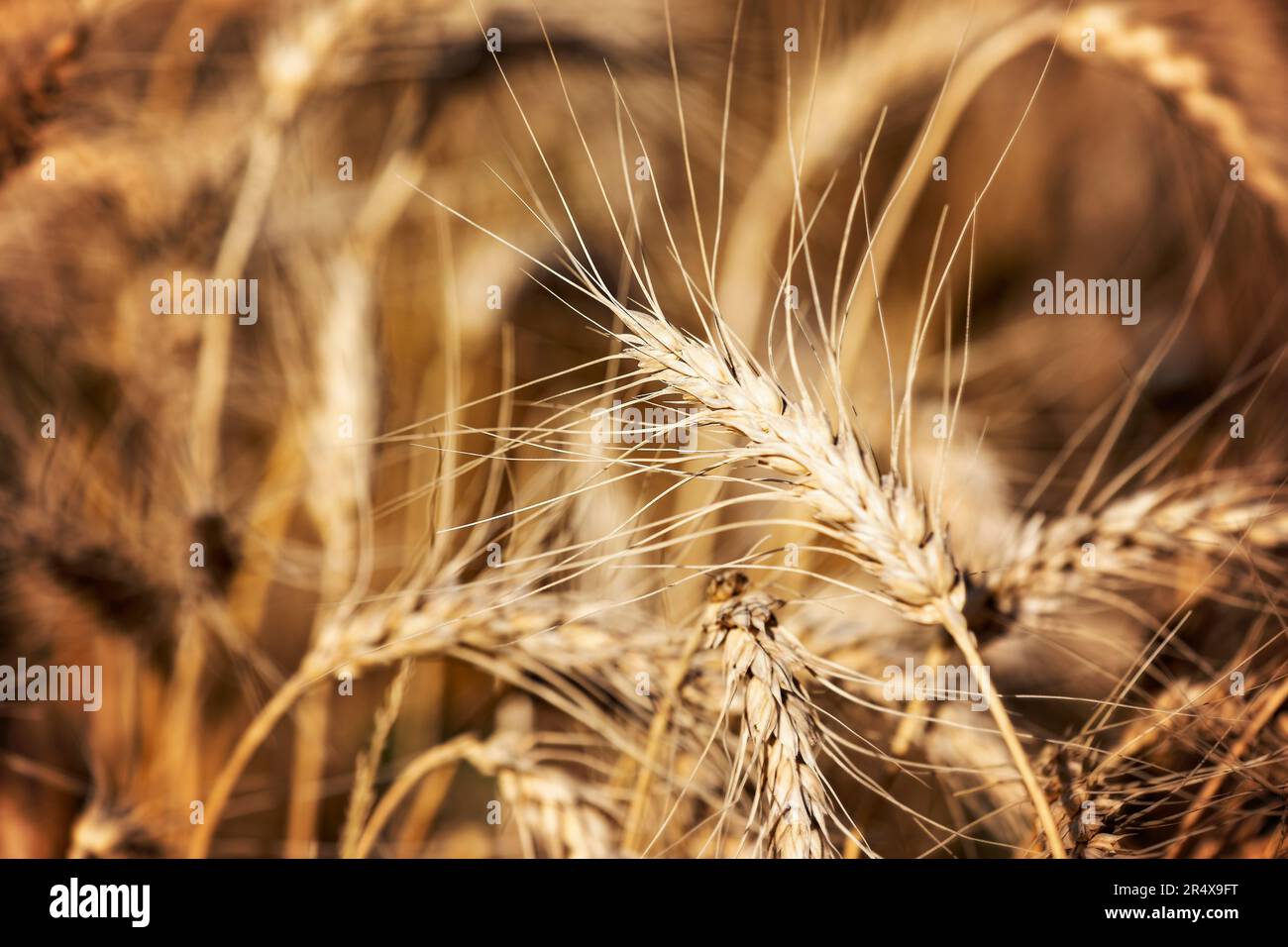 Nahaufnahme von vollgereiften Weizenköpfen zur Erntezeit; Alcomdale, Alberta, Kanada Stockfoto