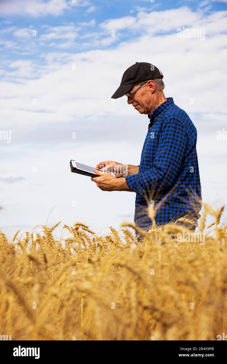 Ein Landwirt, der seine Ernte mit einem Tablet verwaltet, während er auf einem vollständig gereiften Getreidefeld steht: Alcomdale, Alberta, Kanada Stockfoto