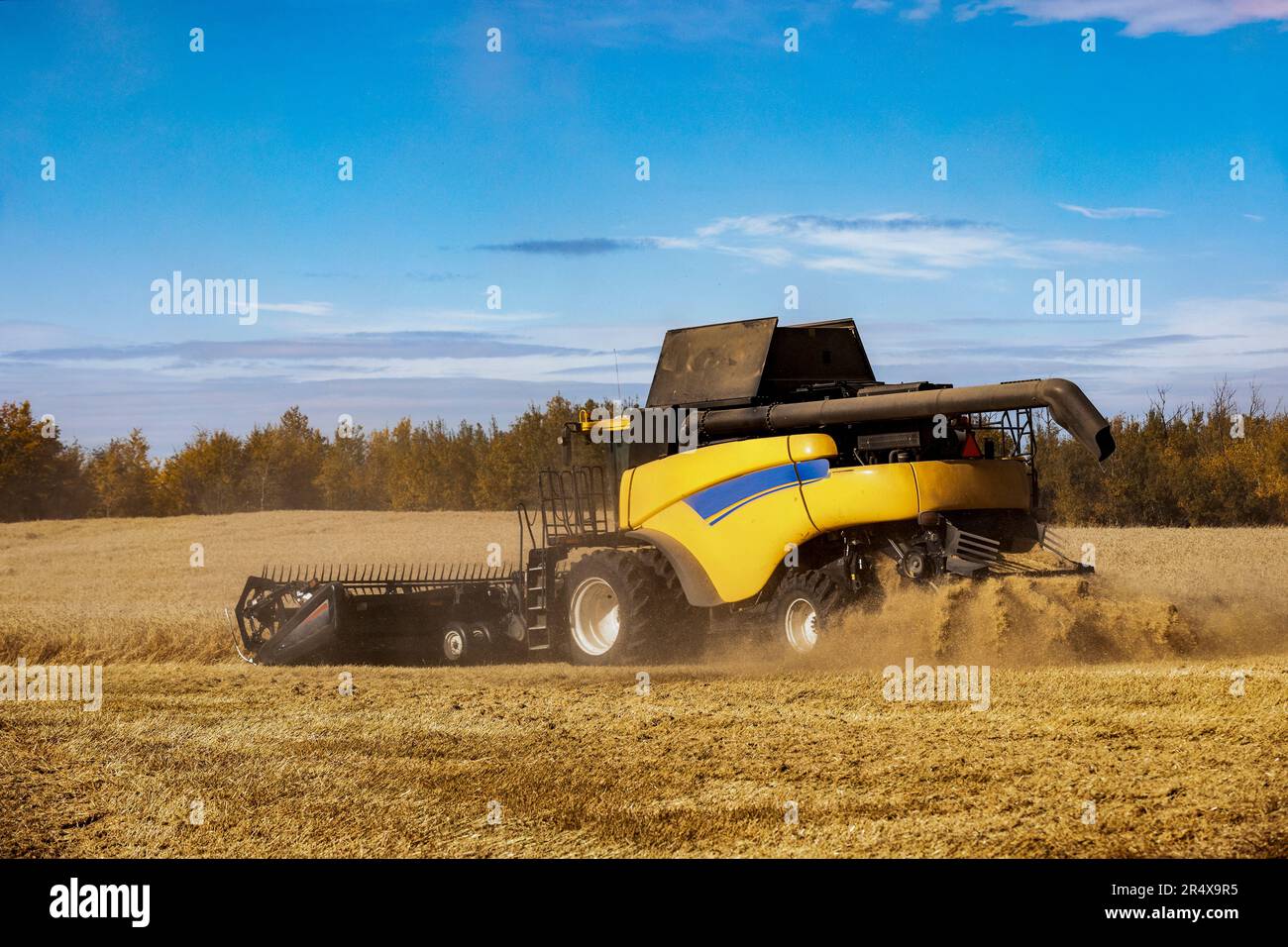 Mähdrescher, der während einer Herbsternte ein reifes Weizenfeld erntet; Alcomdale, Alberta, Kanada Stockfoto