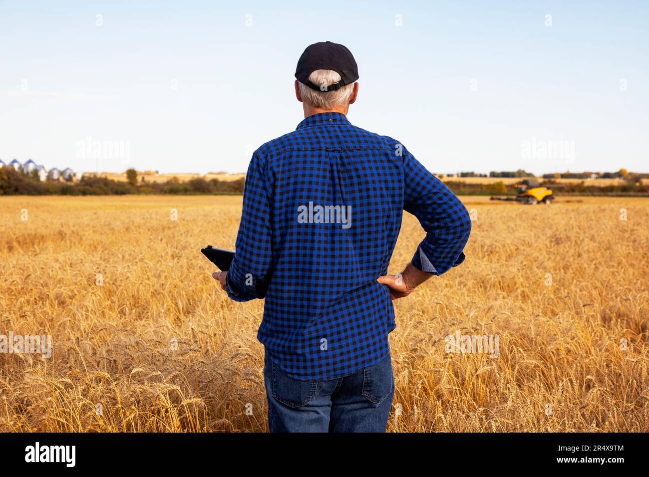 Blick von hinten auf einen Landwirt, der seine Ernte mit einer Tablette verwaltet, während er auf einem voll ausgereiften Getreidefeld steht, während ein Mähdrescher im Hinterland arbeitet... Stockfoto