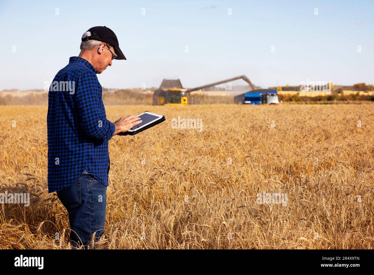 Ein Landwirt, der seine Getreideernte mit einer Tablette verwaltet, indem er Weizen im Hintergrund an einen Getreidewagen ablädt; Alcomdale, Alberta, Kanada Stockfoto