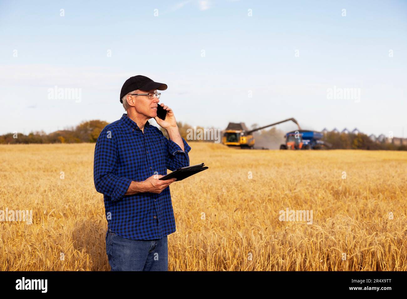 Ein Bauer nutzt eine Tablette, um seine Getreideernte zu verwalten und spricht mit einem Mähdrescher auf seinem Handy, der Weizen im Hintergrund an einen Getreidewagen ablädt Stockfoto