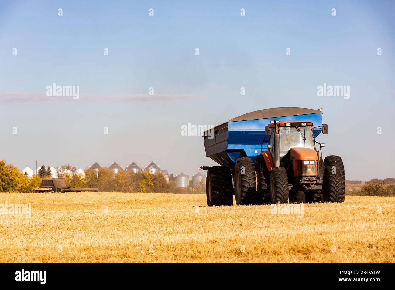 Getreidebuggy mit einem Mähdrescher, der im Hintergrund ein reifes Weizenfeld mit Körnern am Horizont während einer Herbsternte erntet Stockfoto