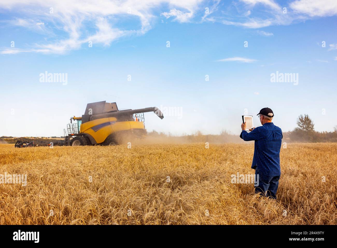 Landwirt, der seine Getreideernte mit einem Mähdrescher im Hintergrund verwaltet; Alcomdale, Alberta, Kanada Stockfoto