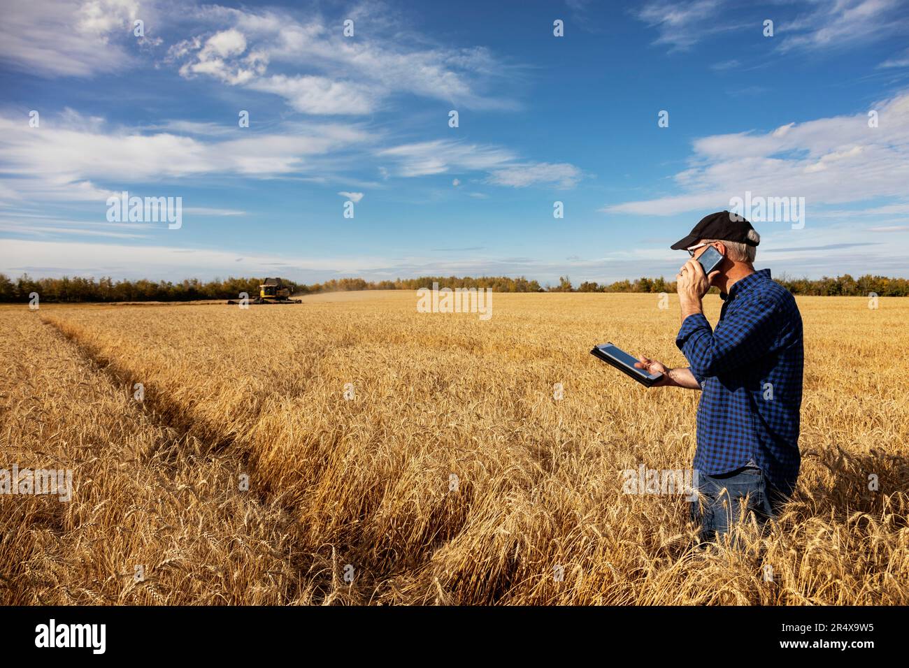 Ein Landwirt, der seine Ernte mit einer Tablette verwaltet und auf seinem Handy telefoniert, während er in einem voll ausgereiften Getreidefeld steht; Alcomdale, Alberta, Kanada Stockfoto