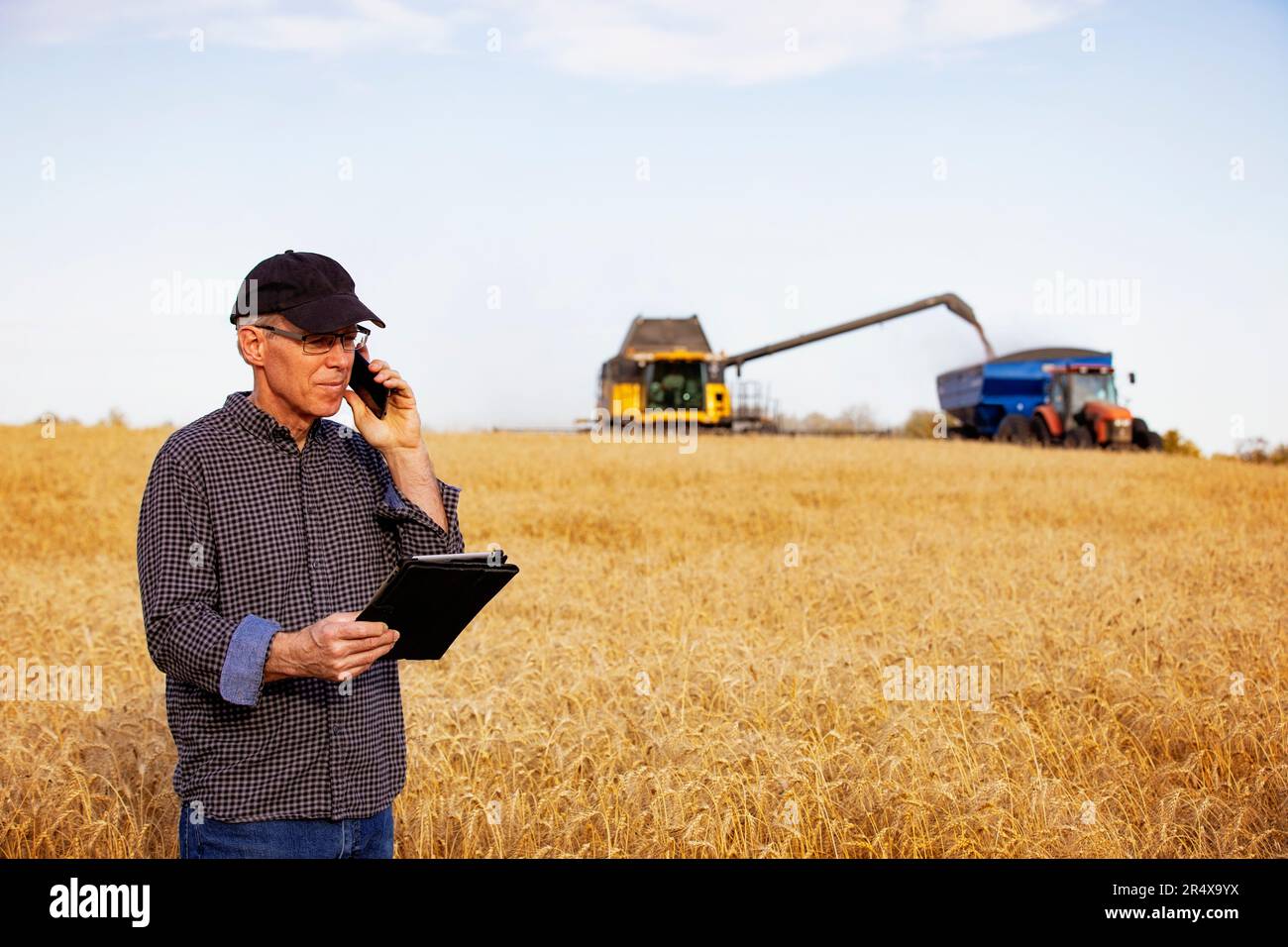 Ein Landwirt, der seine Getreideernte mit einer Tablette verwaltet, indem er Weizen im Hintergrund an einen Getreidewagen ablädt; Alcomdale, Alberta, Kanada Stockfoto
