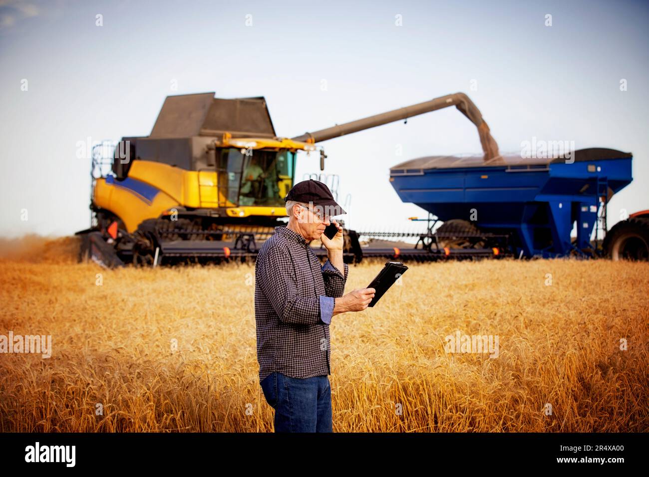 Ein Bauer nutzt ein Tablet, um seine Ernte zu verwalten und spricht mit einem Mähdrescher auf seinem Handy, der im Hintergrund auf einen Getreidewagen abgeladen wird Stockfoto