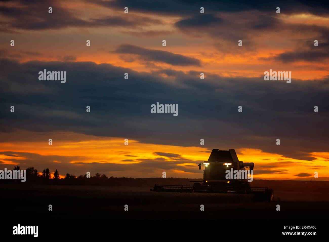 Mähdrescher bei der Arbeit ernten ein Weizenfeld bei Sonnenuntergang; Alcomdale, Alberta, Kanada Stockfoto