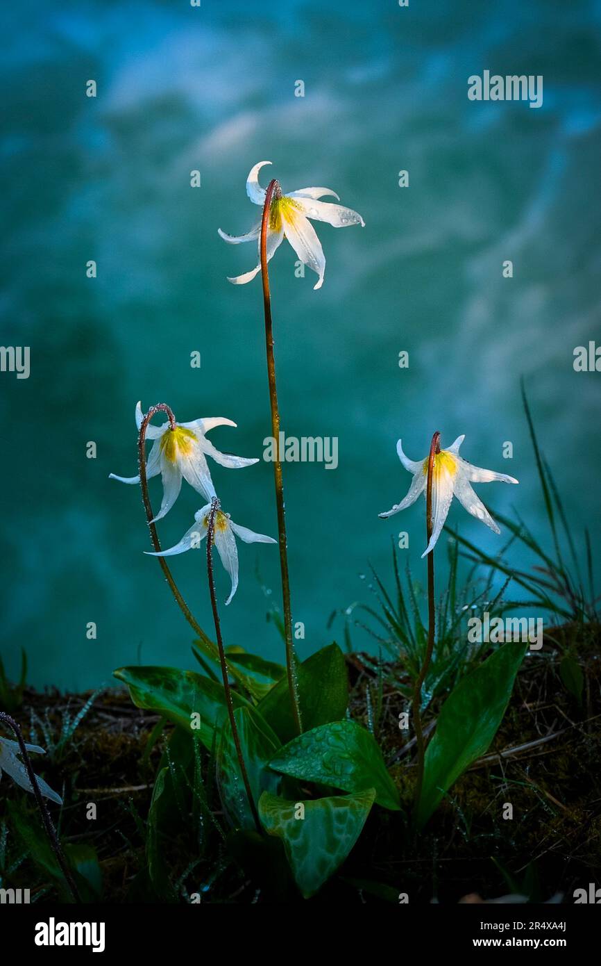 White Fawn Lily, Little Qualicum Falls Provincial Park, Vancouver Island, British Columbia, Kanada Stockfoto